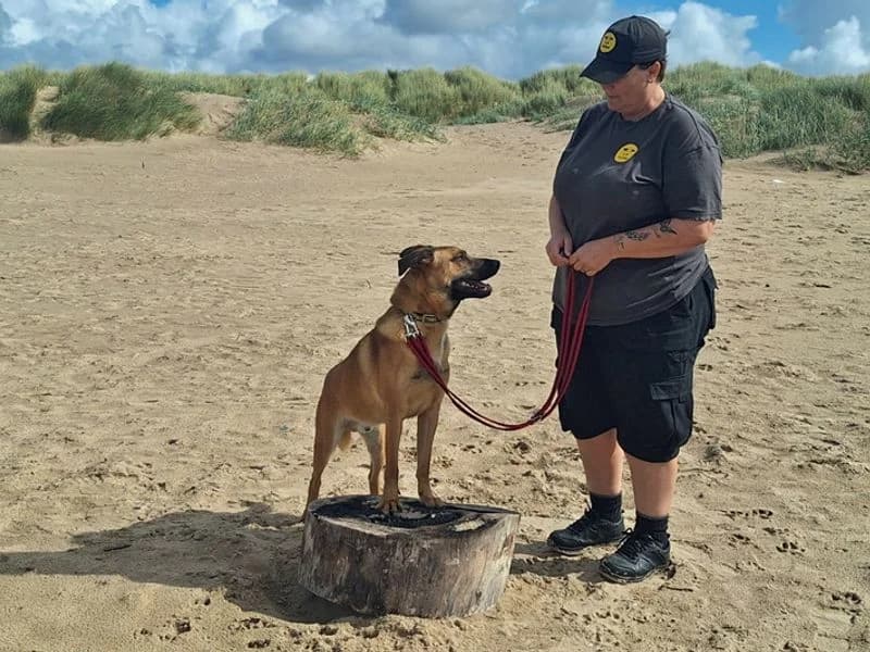 Johnny, male young Belgian Malinois for adoption at Dogs Trust Merseyside, Liverpool