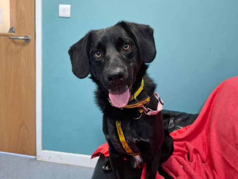 Dexter, male 3yo Border Collie for adoption at Dogs Trust Canterbury, Chestfield