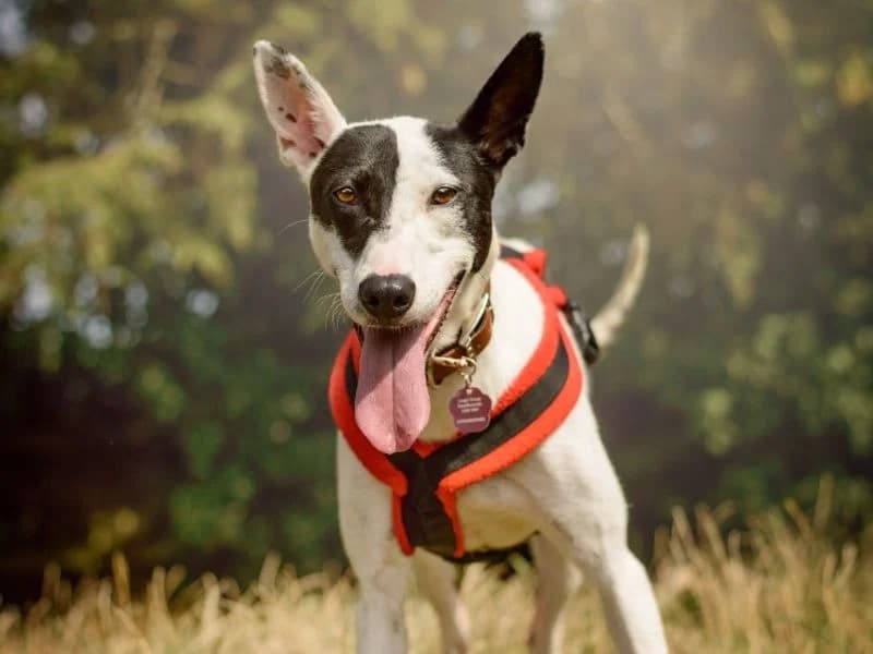 Milly, Staffordshire Bull Terrier (Dogs Trust Kenilworth)