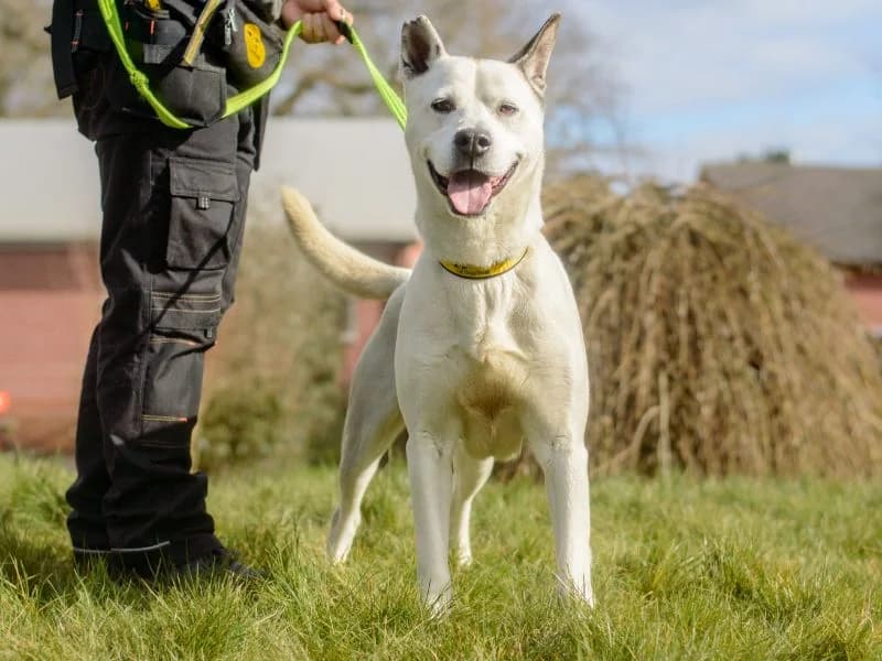 Lennon, male 7yo Husky for adoption at Dogs Trust Kenilworth, Kenilworth