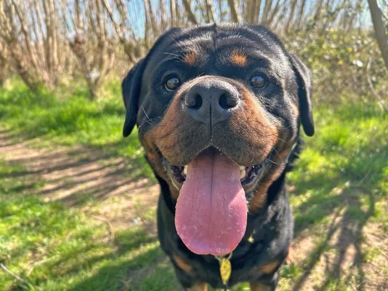 Hudson, male 3yo Rottweiler for adoption at Dogs Trust Basildon, Wickford