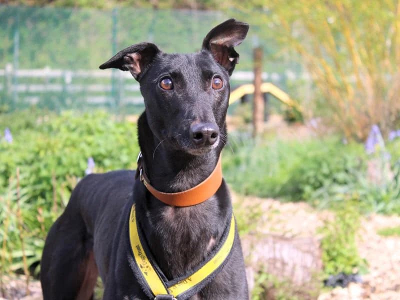 Ben, male 6yo Greyhound for adoption at Dogs Trust Merseyside, Liverpool