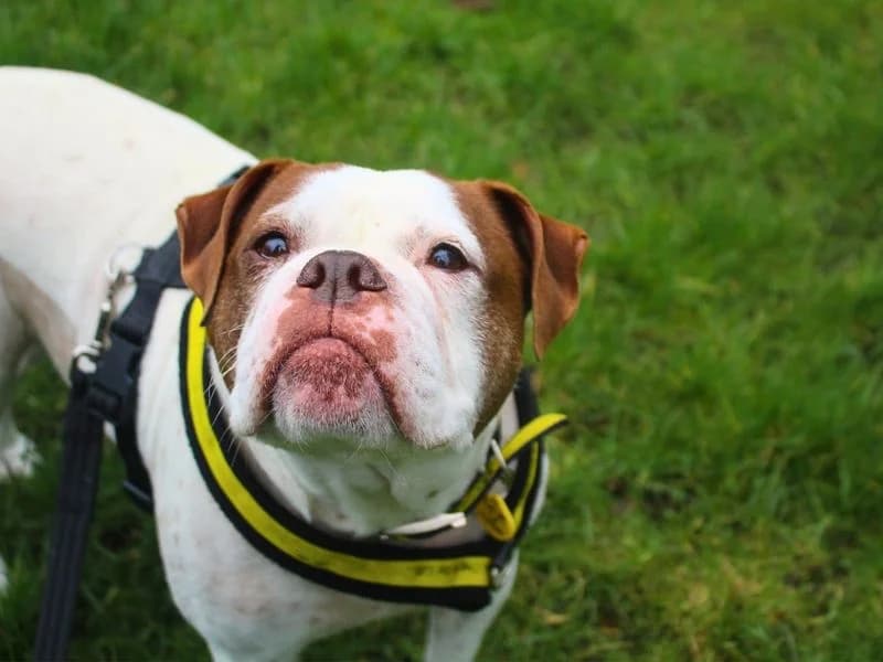Zee, female 7yo English Bulldog for adoption at Dogs Trust Manchester, Manchester