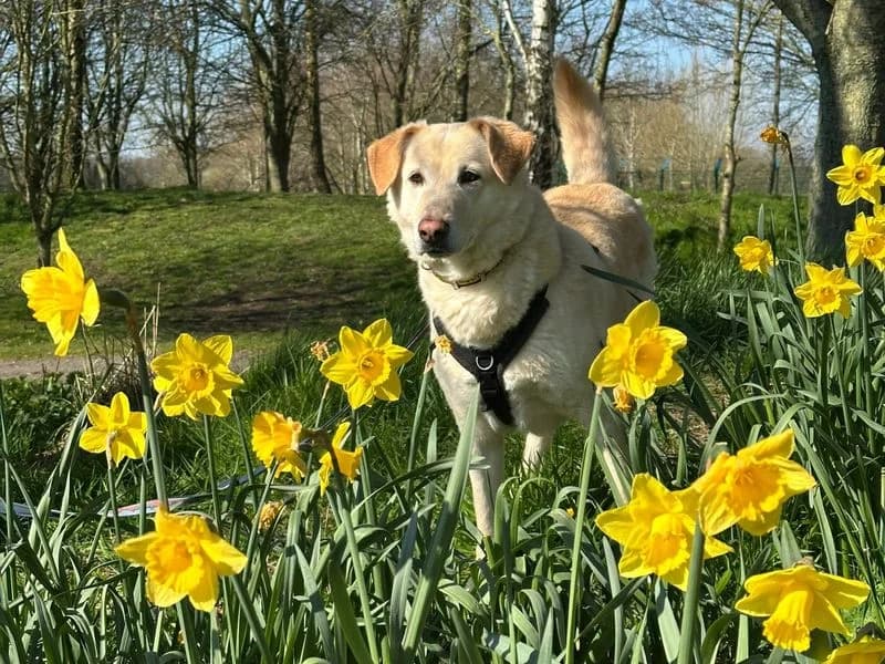 Pepe, male 5yo Labrador Retriever for adoption at Dogs Trust Shrewsbury, Telford