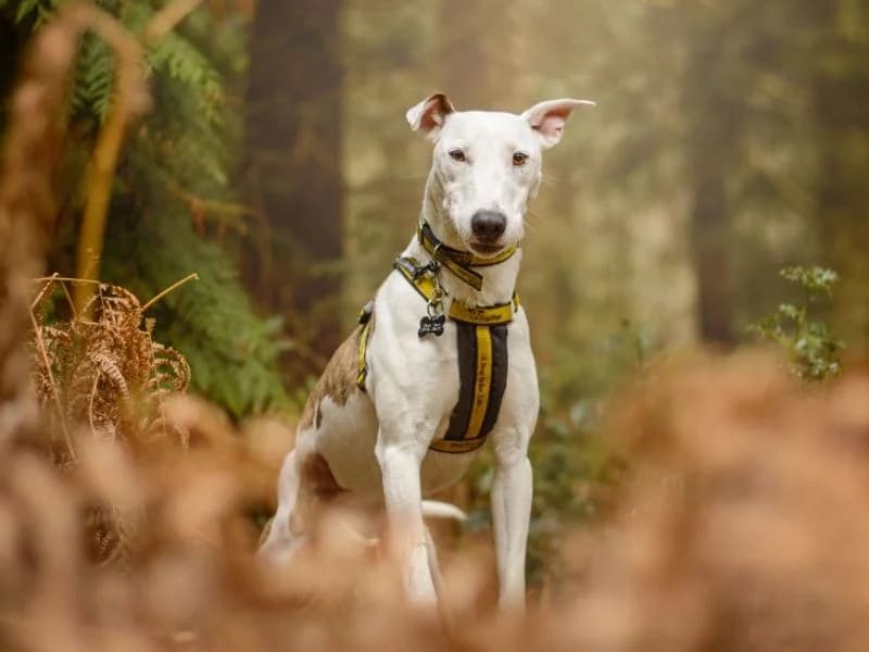 Rory,  (Dogs Trust Kenilworth)