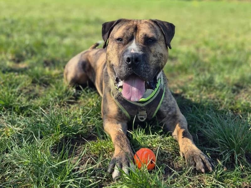 Eddie, male 3yo Mastiff for adoption at Dogs Trust Shrewsbury, Telford