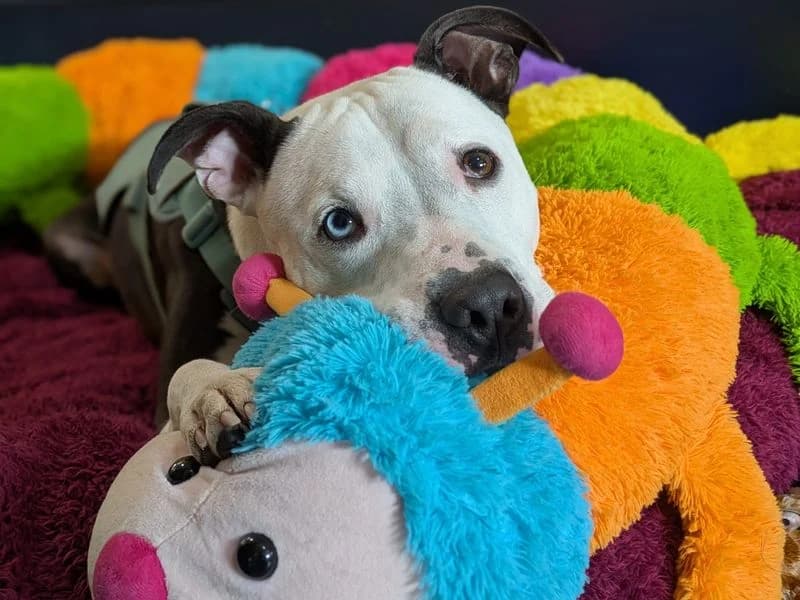 Colin, male 4yo Staffordshire Bull Terrier for adoption at Dogs Trust West Calder, West Calder