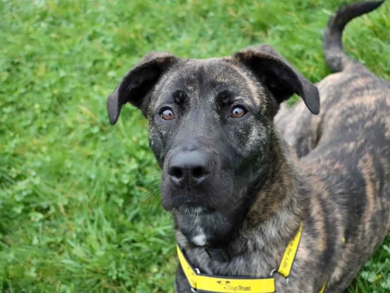 Paisley, Staffordshire Bull Terrier (Dogs Trust Darlington)