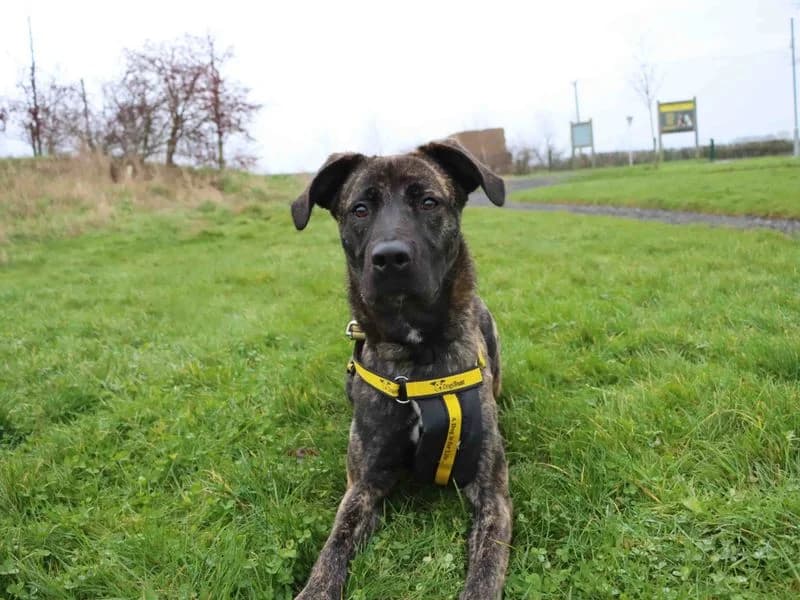 Paisley, female young Staffordshire Bull Terrier for adoption at Dogs Trust Darlington, Sadberge