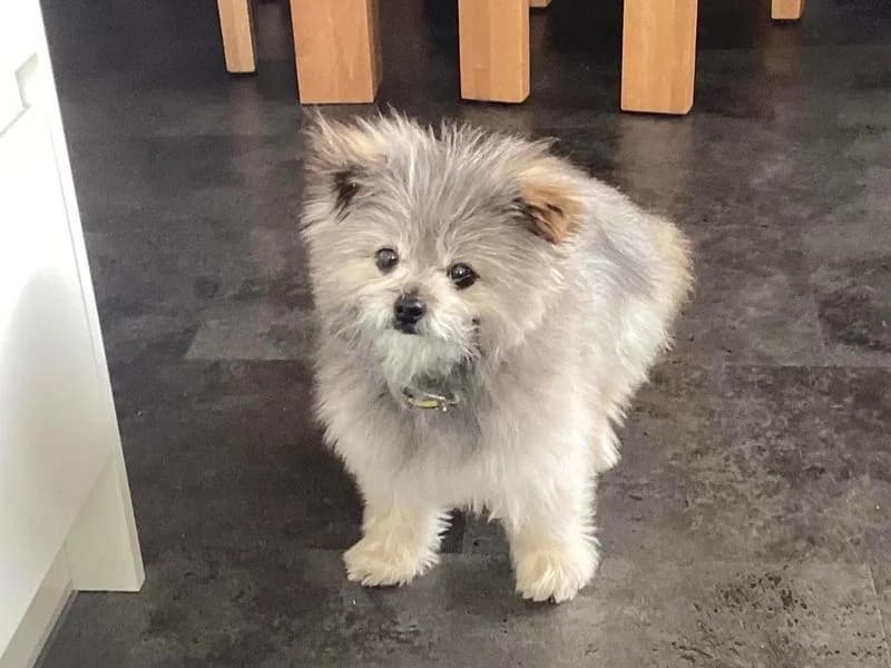 Theodore, male senior Pomeranian for adoption at Dogs Trust Basildon, Wickford