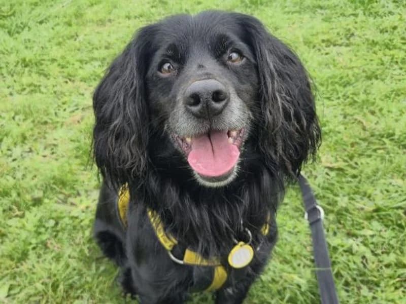 Benny, male senior mixed breed for adoption at Dogs Trust Shrewsbury, Telford