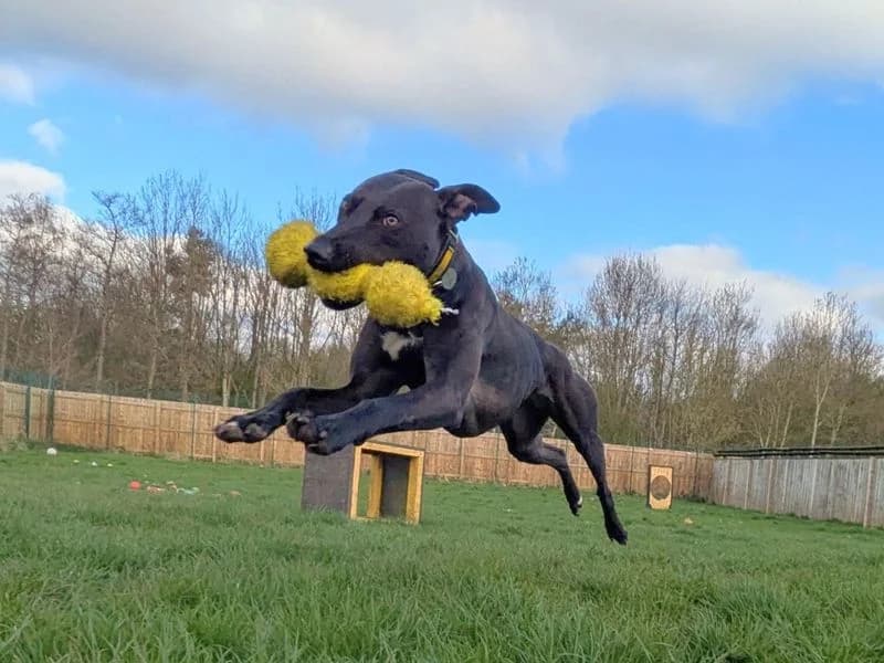 Lydia Longlegs, female 3yo mixed breed for adoption at Dogs Trust West Calder, West Calder