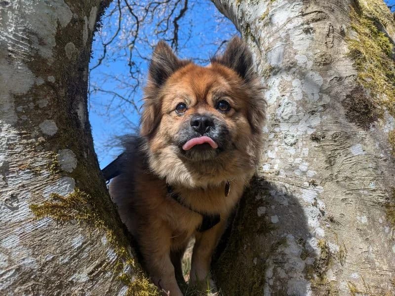 Bear, male 7yo Pomeranian for adoption at Dogs Trust West Calder, West Calder