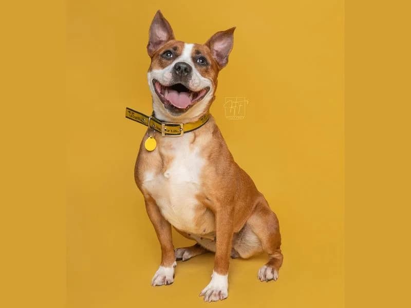 Beauty, female 3yo Staffordshire Bull Terrier for adoption at Dogs Trust Merseyside, Liverpool