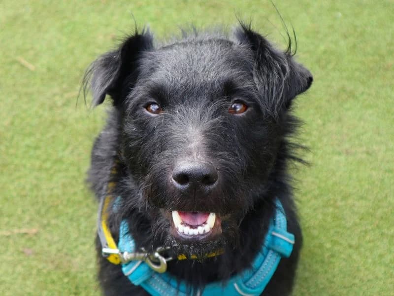 Benjamin, male 4yo mixed breed for adoption at Dogs Trust Harefield, Harefield