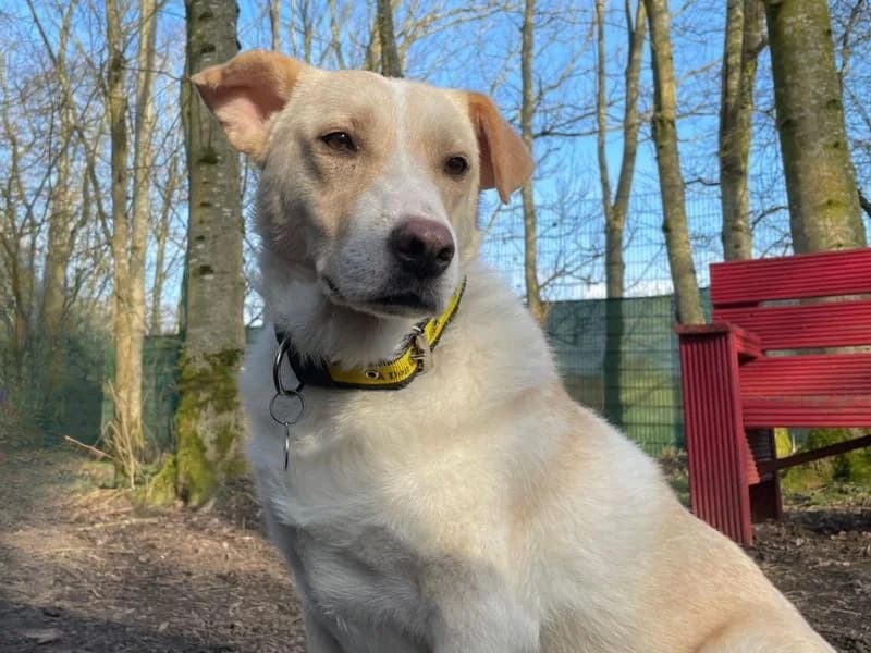 Elsa, female 4yo Labrador Retriever for adoption at Dogs Trust West Calder, West Calder