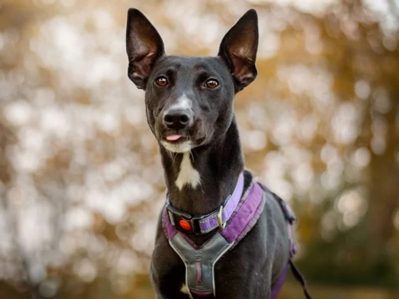 Luna,  (Dogs Trust Kenilworth)