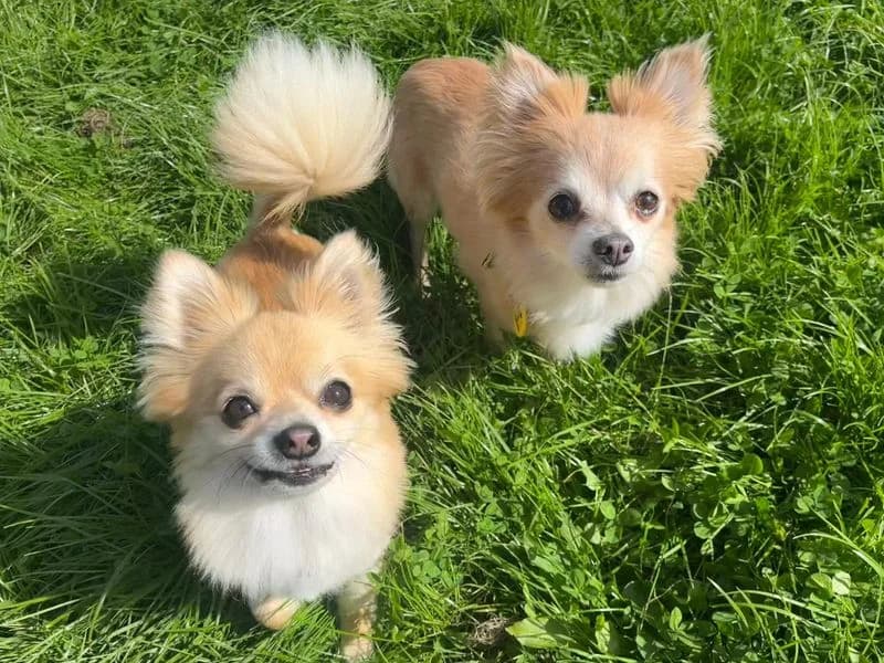 Joe, male 4yo Chihuahua for adoption at Dogs Trust West Calder, West Calder