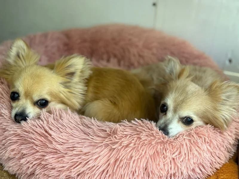 Amy, female senior Chihuahua for adoption at Dogs Trust West Calder, West Calder