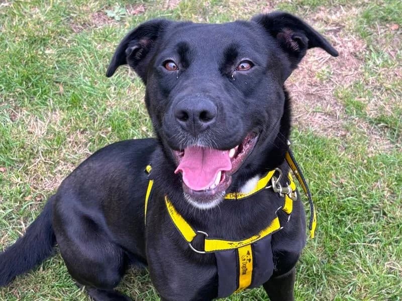 Scout, female 4yo Labrador Retriever for adoption at Dogs Trust Harefield, Harefield