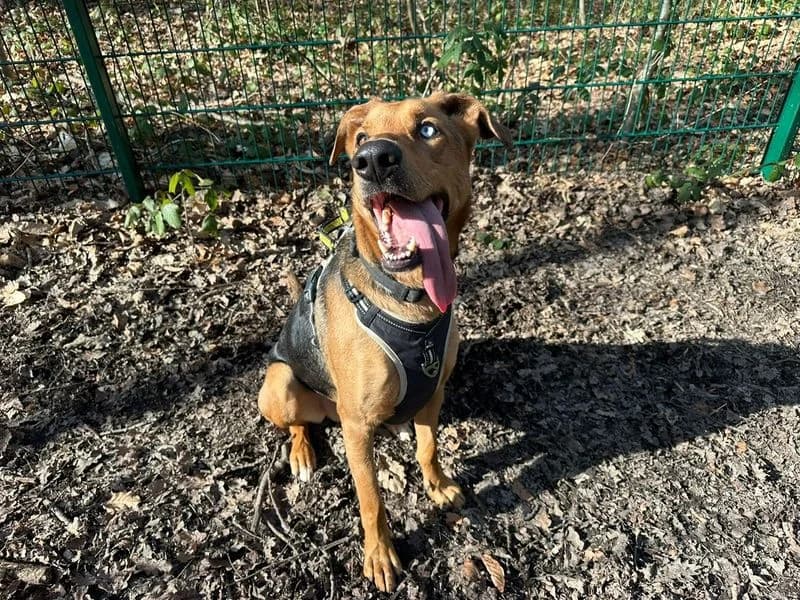 Storm, male 4yo mixed breed for adoption at Dogs Trust Canterbury, Chestfield