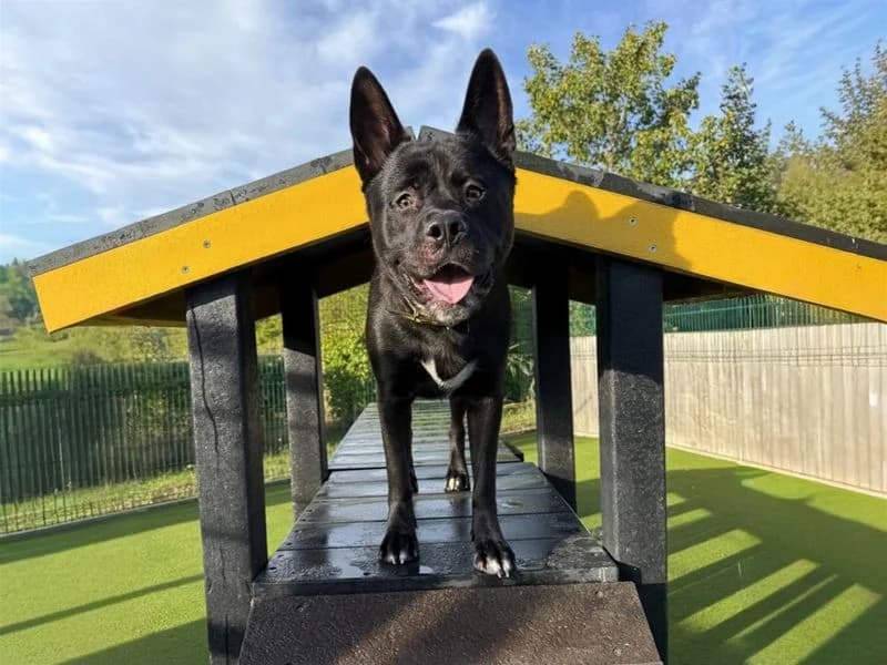 Malcolm, male young Akita for adoption at Dogs Trust Basildon, Wickford