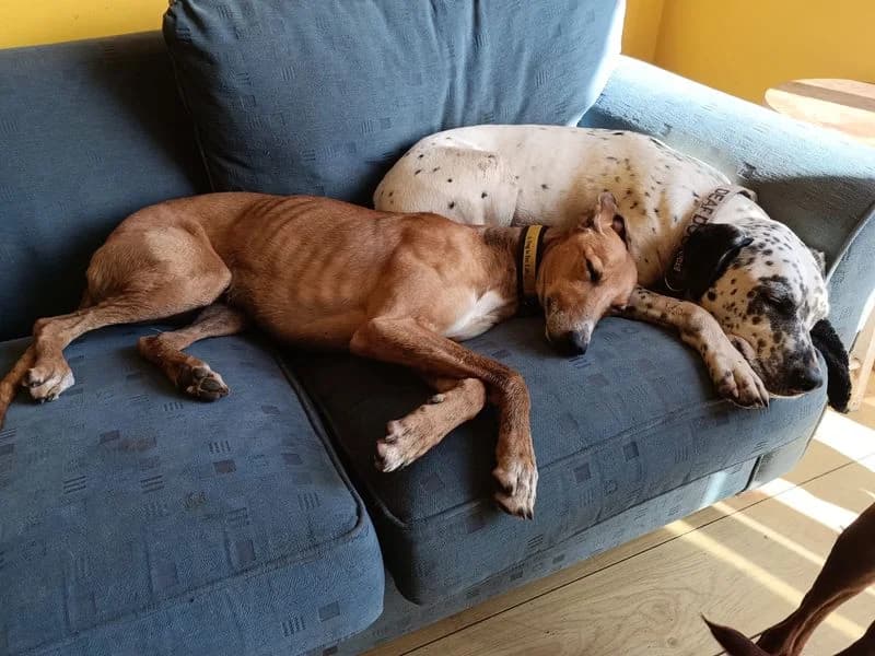 Duplo, male 4yo Lurcher for adoption at Dogs Trust Cardiff, Cardiff