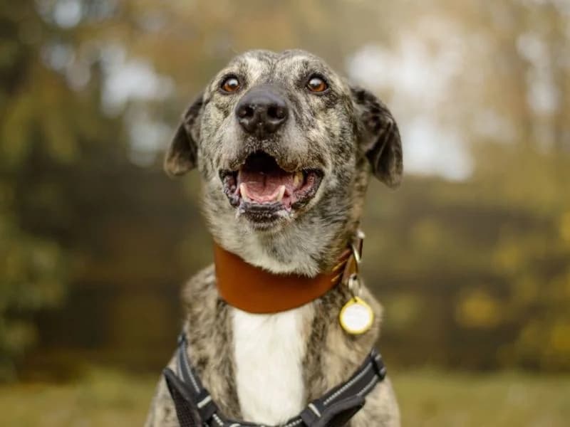 Gino,  (Dogs Trust Kenilworth)