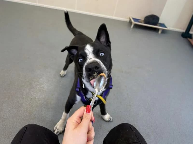 Flynn, male puppy Husky for adoption at Dogs Trust Basildon, Wickford