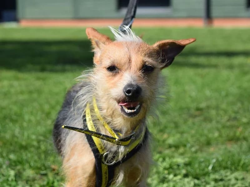 Dorothy, female 5yo Mixed Breed for adoption at Dogs Trust Harefield, Harefield