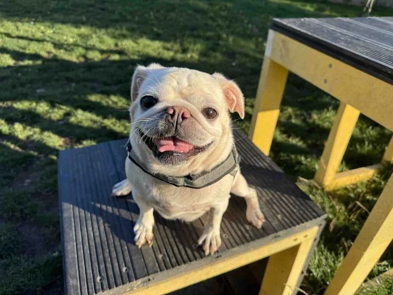 Daisy, female 7yo Pug for adoption at Dogs Trust Darlington, Sadberge