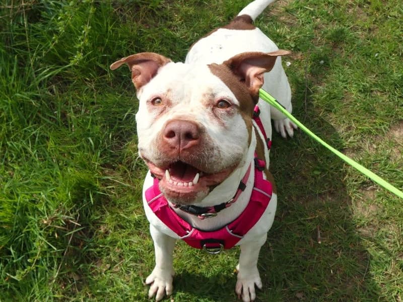 Pudding, female young Staffordshire Bull Terrier for adoption at Dogs Trust Harefield, Harefield