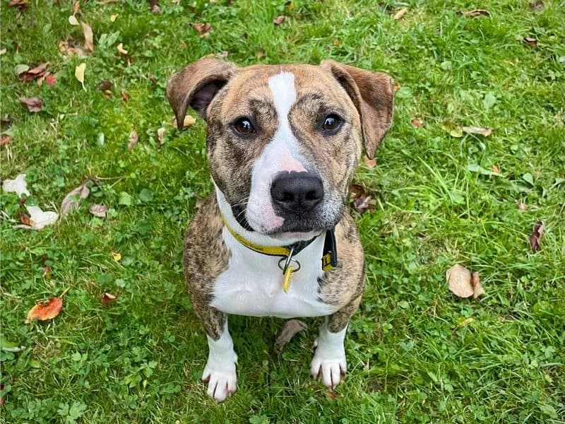 Bracken, female young Staffordshire Bull Terrier for adoption at Dogs Trust Cumbria, Cumbria