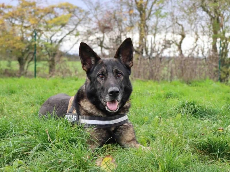 Guy, male 5yo German Shepherd for adoption at Dogs Trust Darlington, Sadberge