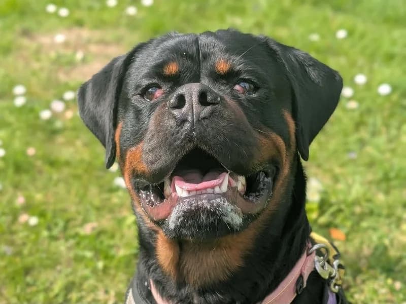 Lucy, Rottweiler (Dogs Trust Evesham)