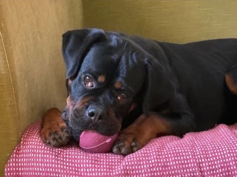 Lucy, female young Rottweiler for adoption at Dogs Trust Evesham, Evesham