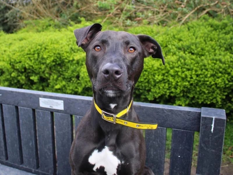 Milo, male young mixed breed for adoption at Dogs Trust Manchester, Manchester