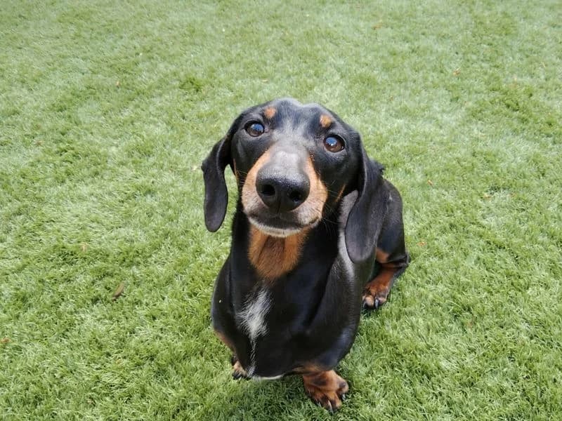 Lewis, male 5yo mixed breed for adoption at Dogs Trust Salisbury, Newton Tony