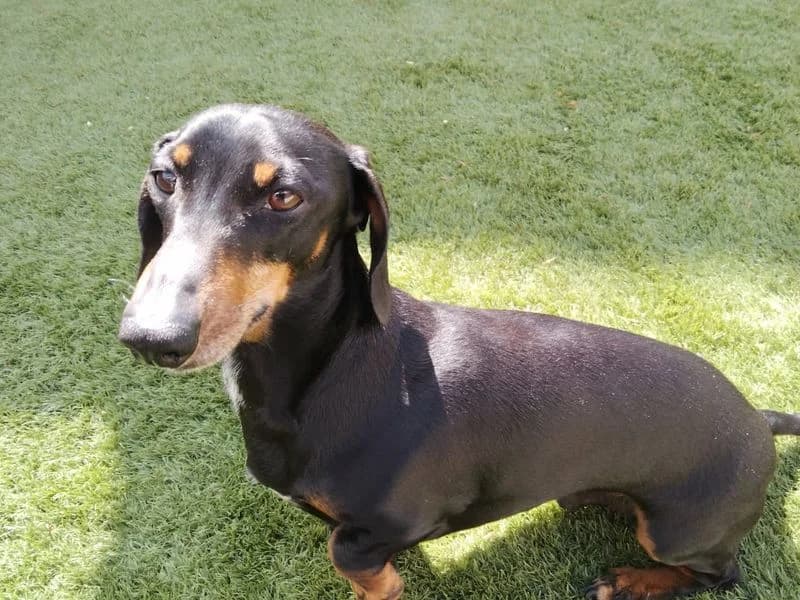 Lewis, male 5yo mixed breed for adoption at Dogs Trust Salisbury, Newton Tony