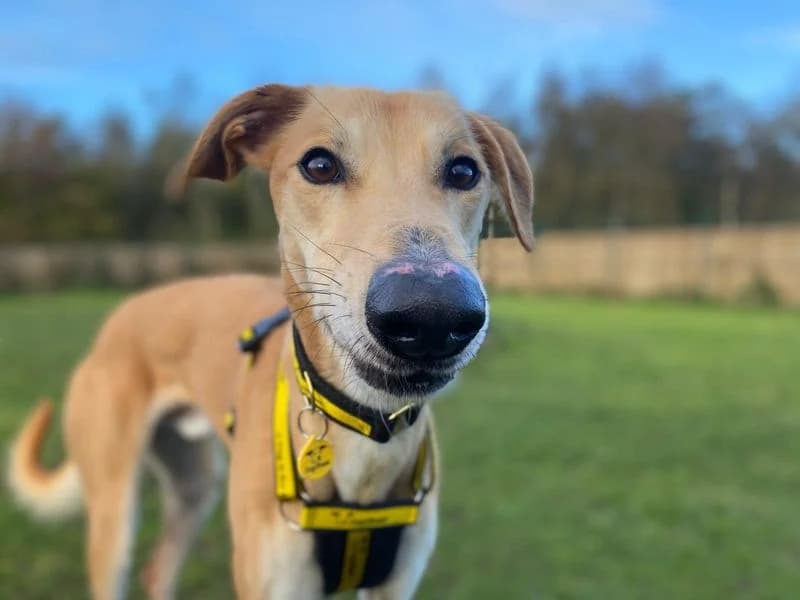 Lucas Longlegs, male young mixed breed for adoption at Dogs Trust West Calder, West Calder