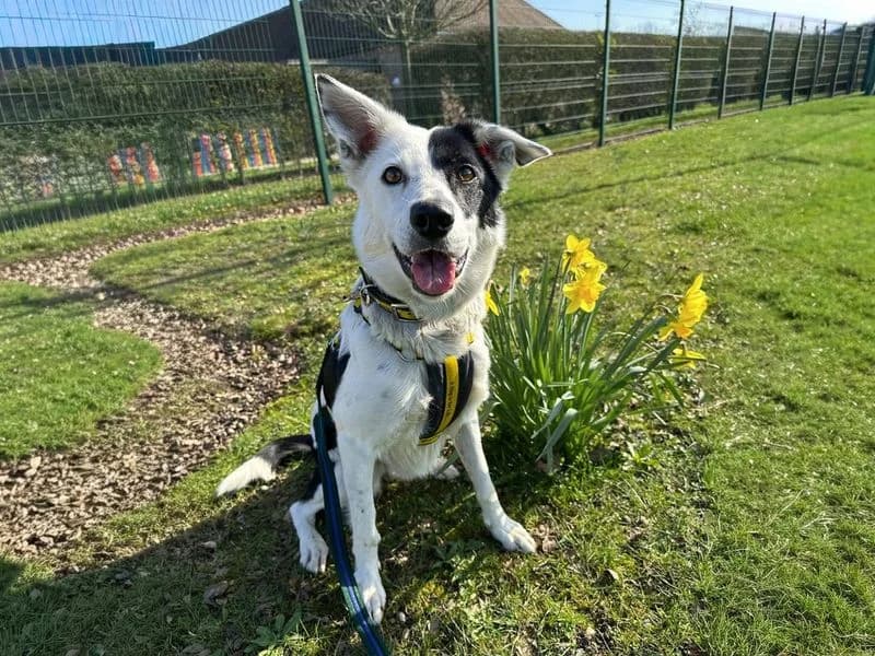 Starlight, female 6yo Border Collie for adoption at Dogs Trust Basildon, Wickford