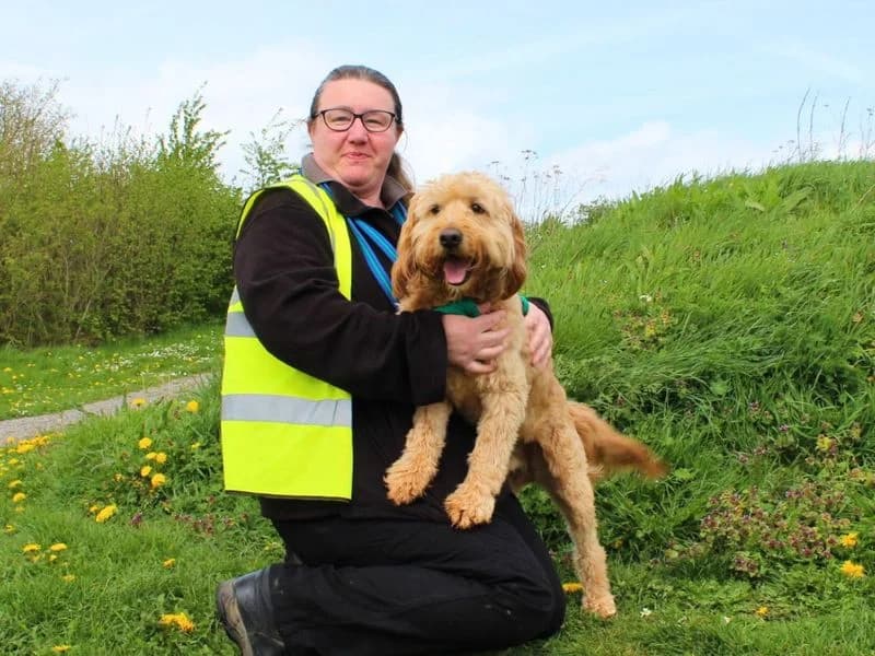 Bernie, male 7yo Golden Retriever for adoption at Dogs Trust Salisbury, Newton Tony