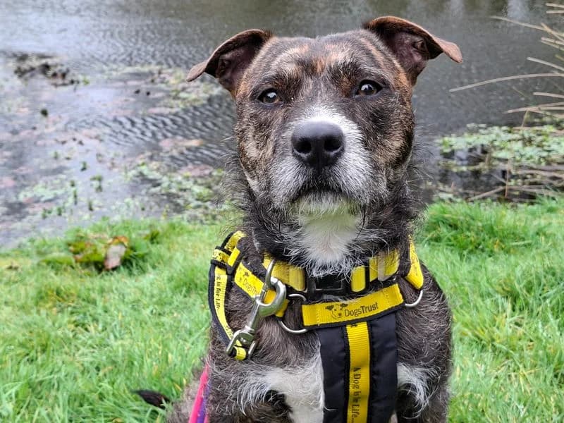 Mushroom, male young Staffordshire Bull Terrier for adoption at Dogs Trust Manchester, Manchester