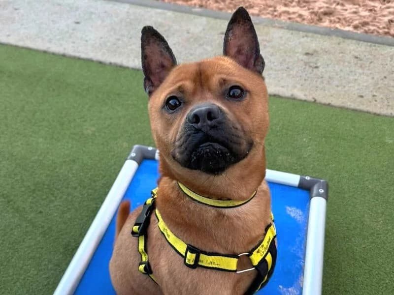 Nutmeg, male young Mixed Breed for adoption at Dogs Trust Evesham, Evesham