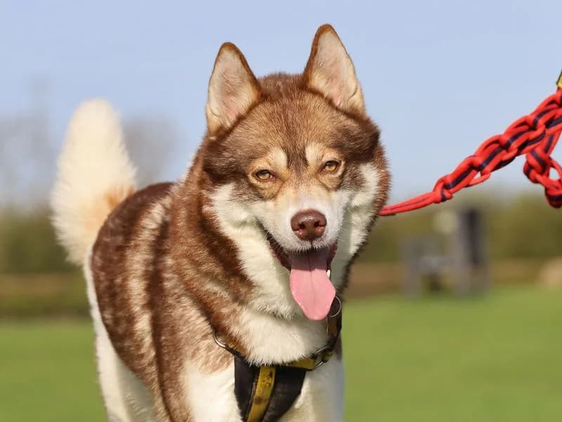 Hunter, male 3yo Husky for adoption at Dogs Trust Leeds, Leeds