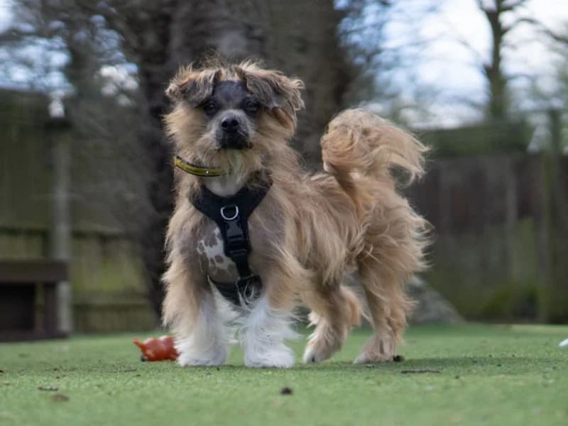 Dennis, male young mixed breed for adoption at Dogs Trust Kenilworth, Kenilworth