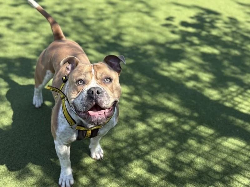 Dexter, male young Staffordshire Bull Terrier for adoption at Dogs Trust Shrewsbury, Telford