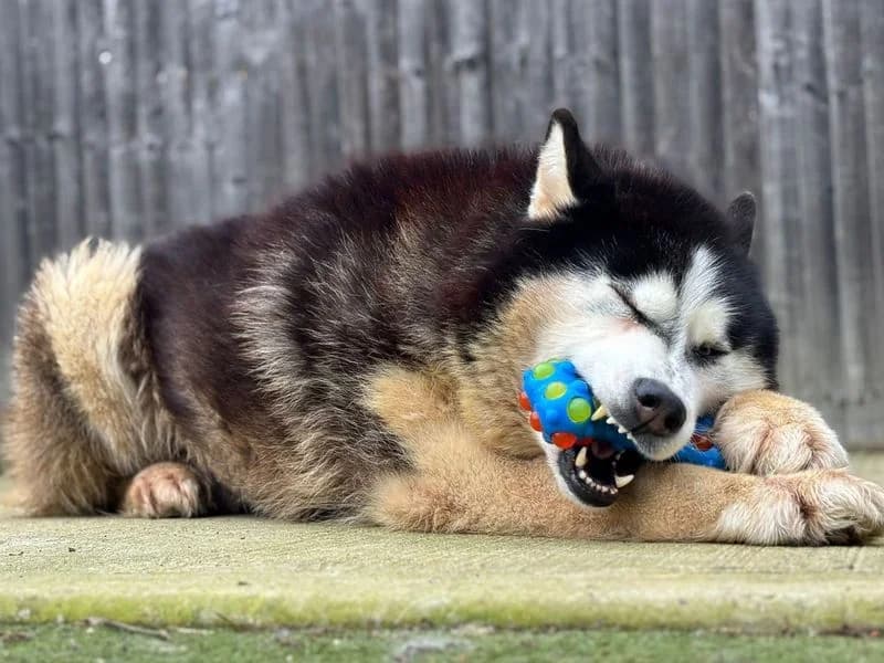 Kaiser, male senior Husky for adoption at Dogs Trust Basildon, Wickford