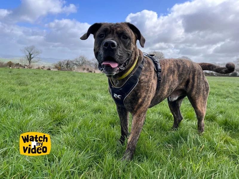 Norman, male 6yo Mastiff for adoption at Dogs Trust Ilfracombe, Ilfracombe