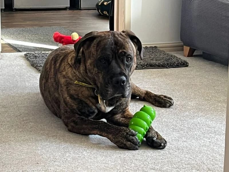 Norman, male 6yo Mastiff for adoption at Dogs Trust Ilfracombe, Ilfracombe